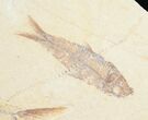 Diplomystus & Knightia Fossil Fish Plate #5479-3